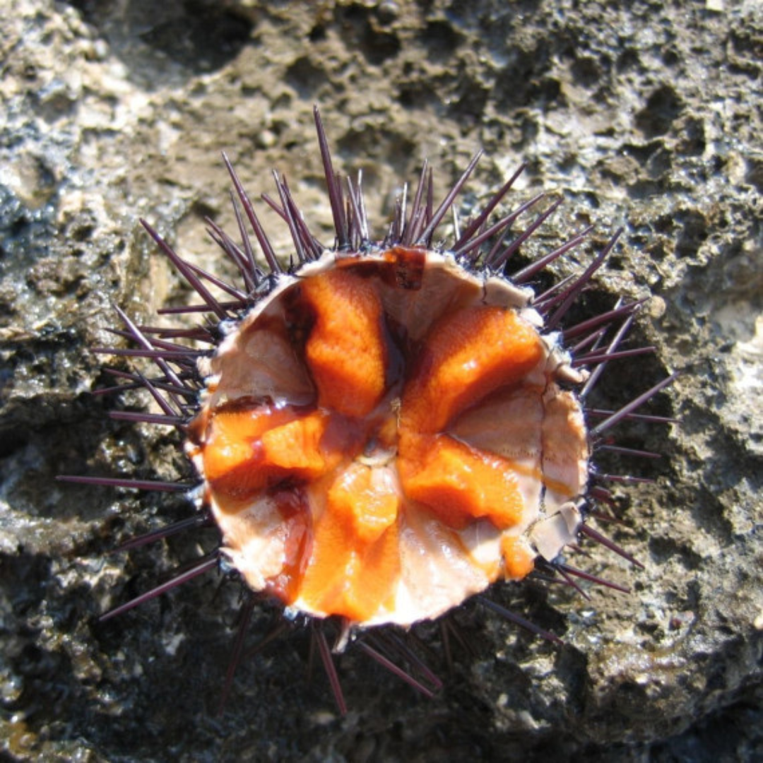 Oursin de Bretagne Oursins violets de Bretagne