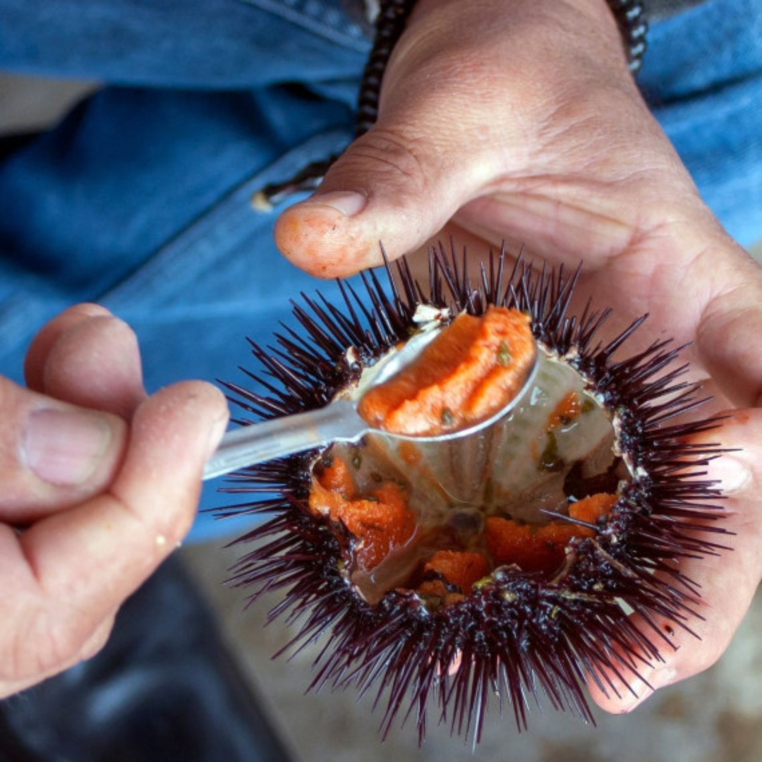 Oursin de Bretagne Oursins violets de Bretagne