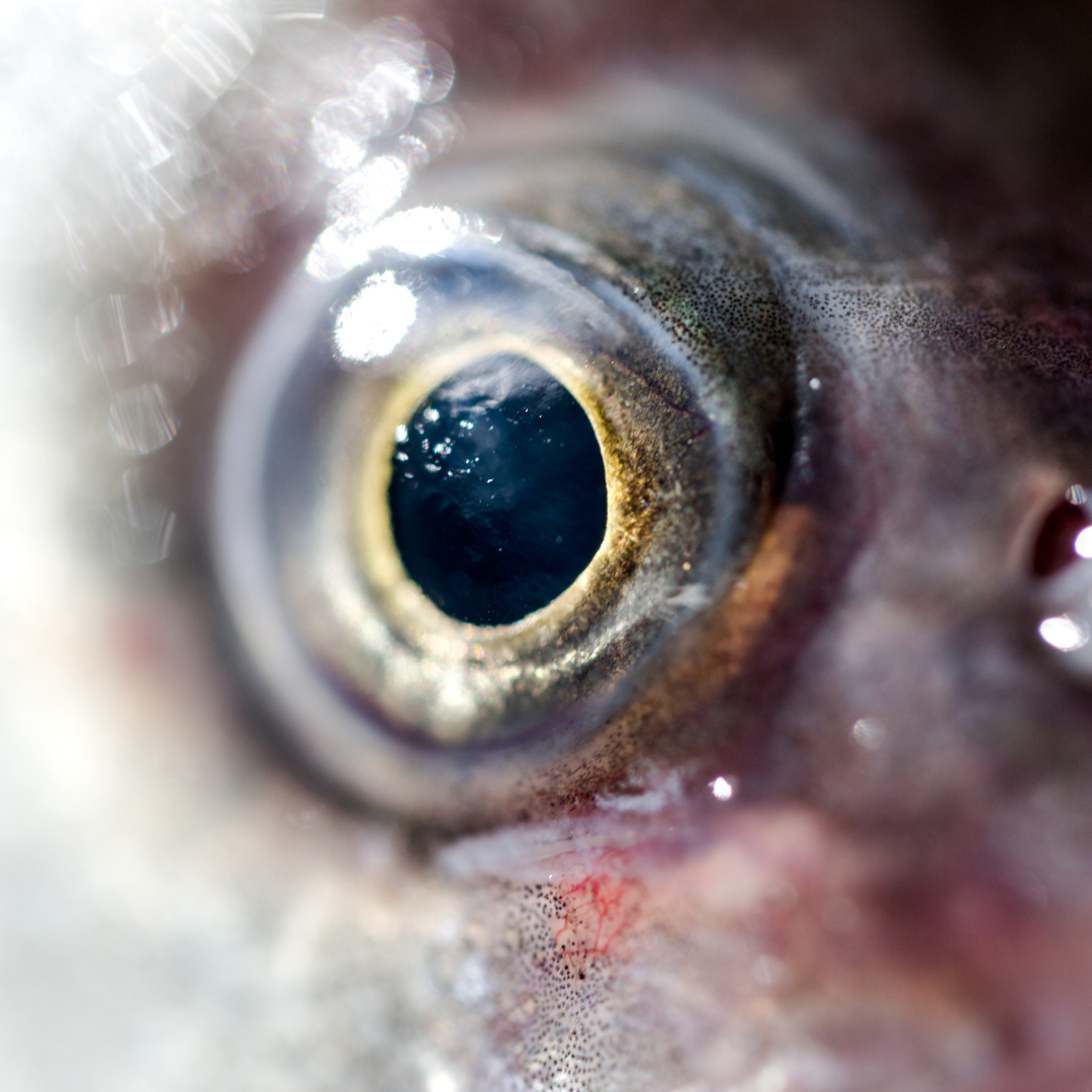 Yeux poisson Yeux poisson