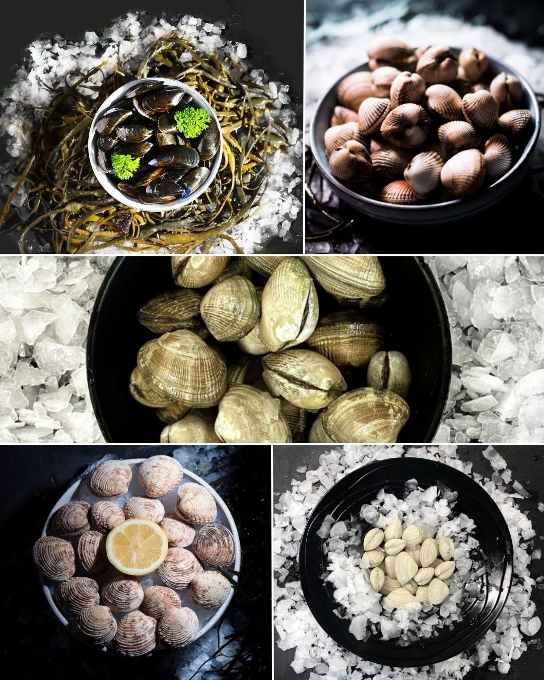 Coquillages cuits 2 à 4 mois