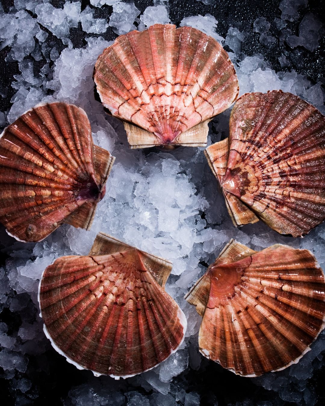 Coquilles Saint-Jacques Coquilles Saint-Jacques