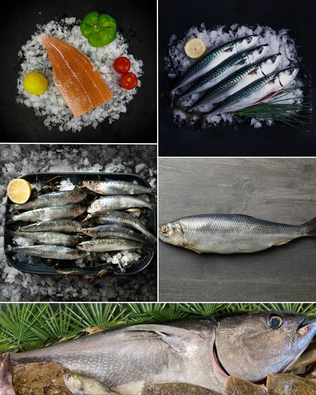 Poissons gras 2 à 3 mois