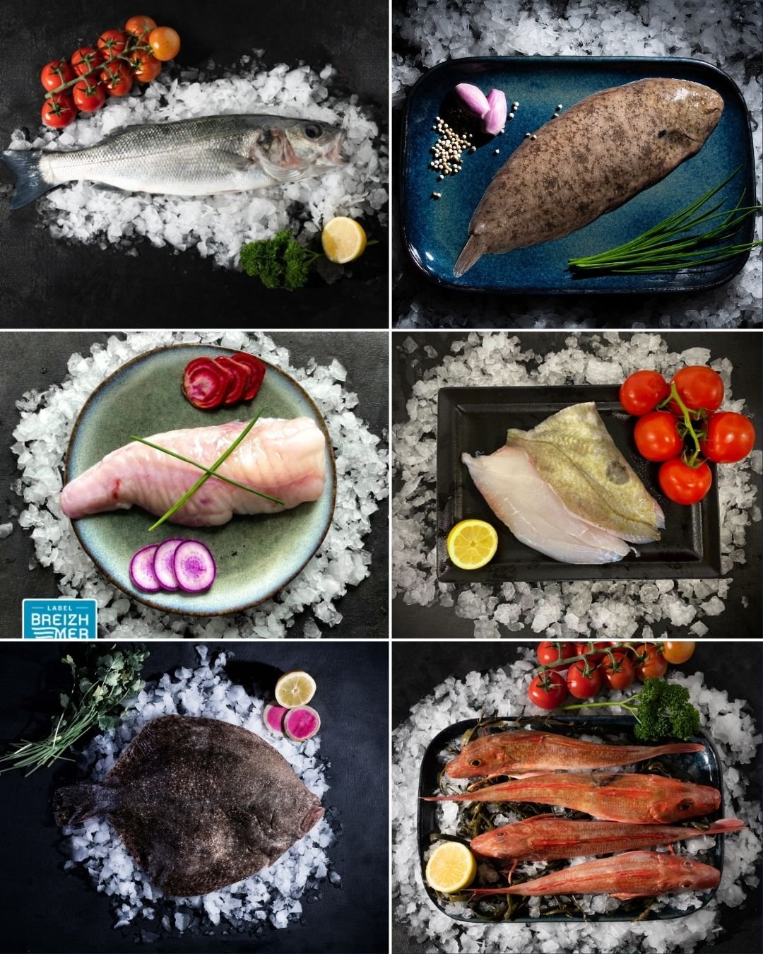 Poissons nobles 3 à 4 mois