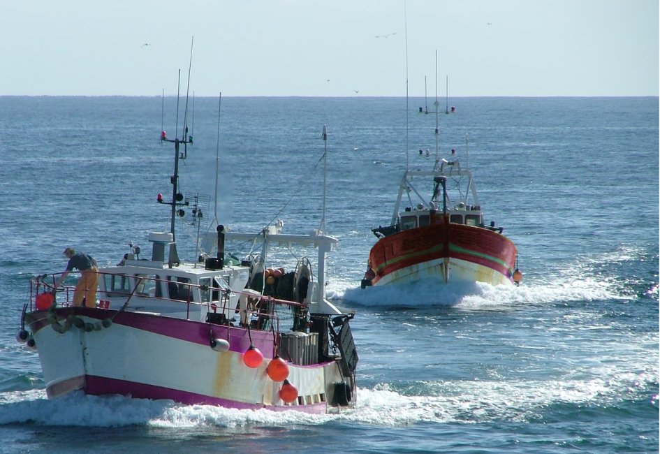 La pêche réglementée de la coquille Saint-Jacques en baie de Saint-Brieuc
