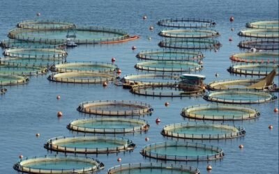Différences entre poissons sauvages et poissons d’élevage