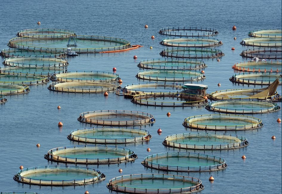 Différences entre poissons sauvages et poissons d’élevage