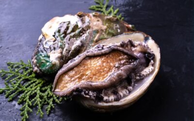 L’ormeau : un trésor de la mer à (re)découvrir