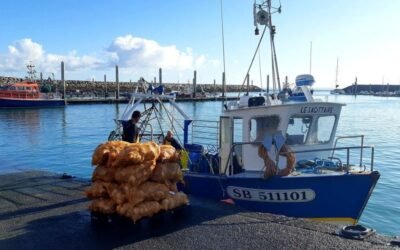 La coquille Saint-Jacques de la baie de Saint-Brieuc débarque !