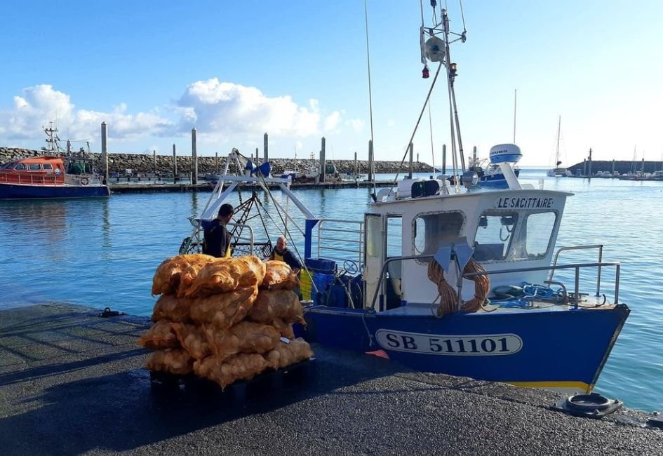 La coquille Saint-Jacques de la baie de Saint-Brieuc débarque !