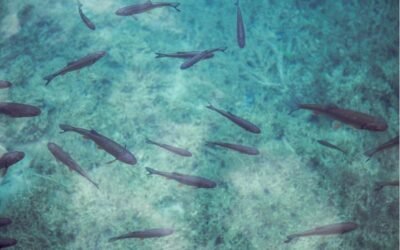 Quel poisson choisir en hiver ? Le guide gourmand et responsable