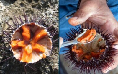 Corail d’oursin : le trésor iodé des oursins violets de Bretagne.