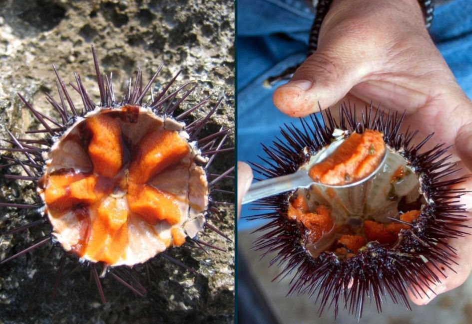 Corail d’oursin : le trésor iodé des oursins violets de Bretagne.