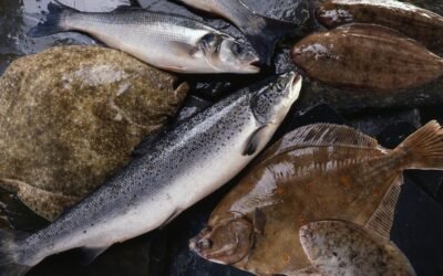 Comment reconnaitre un poisson ultra-frais en 5 étapes simples