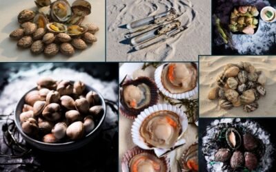 Vous ne mangez jamais ces coquillages méconnus…